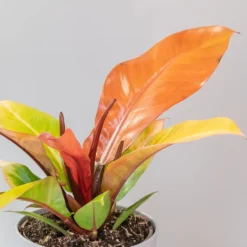 Philodendron 'Prince Of Orange' -Deals Green4Ever Store pl2000035844 card4 lg