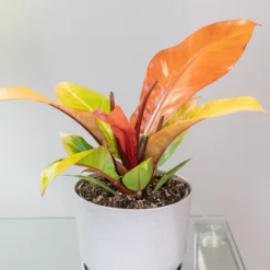 Philodendron 'Prince Of Orange' -Deals Green4Ever Store pl2000035844 card5 lg