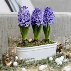 Scented Blue Hyacinths In A Ceramic Bowl