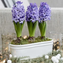Scented Blue Hyacinths In A Ceramic Bowl 5 Scented Blue Hyacinths In A Ceramic Bowl -Deals Green4Ever Store pl2000035859 card3 lg