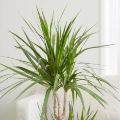 Dracaena Marginata -Deals Green4Ever Store pl2000035885 card3 lg