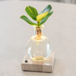 Hydroponic Clusia Rosea 'Princess' (PBR) And LED Light -Deals Green4Ever Store pl2000035890 card3 lg