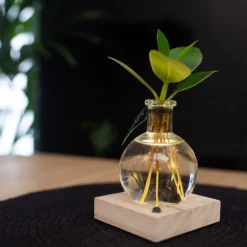 Hydroponic Clusia Rosea 'Princess' (PBR) And LED Light -Deals Green4Ever Store pl2000035890 card4 lg