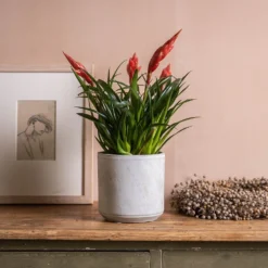 Vriesea 'Astrid' -Deals Green4Ever Store pl2000035902 card3 lg