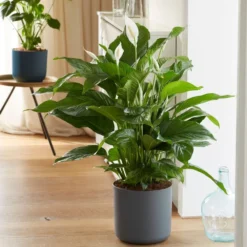Spathiphyllum 'Sweet Lauretta' (PBR) -Deals Green4Ever Store pl2000035913 card3 lg