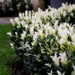 Euonymus Japonicus Paloma Blanca ('Lankveld03') (PBR) 4 Euonymus Japonicus Paloma Blanca ('Lankveld03') (PBR) -Deals Green4Ever Store pl2000036117 card2 lg