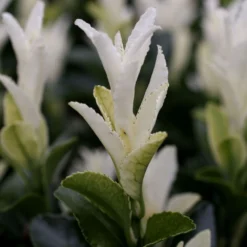 Euonymus Japonicus Paloma Blanca ('Lankveld03') (PBR) 5 Euonymus Japonicus Paloma Blanca ('Lankveld03') (PBR) -Deals Green4Ever Store pl2000036117 card3 lg