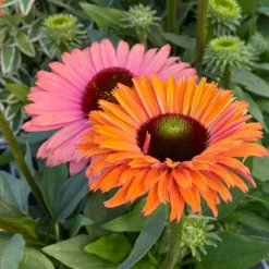 Echinacea SunSeekers Rainbow ('IFECSSRA') (PBR) (SunSeekers Series) -Deals Green4Ever Store pl2000036167 card3 lg