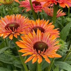 Echinacea SunSeekers Rainbow ('IFECSSRA') (PBR) (SunSeekers Series) -Deals Green4Ever Store pl2000036167 card4 lg