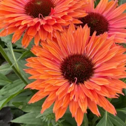 Echinacea SunSeekers Rainbow ('IFECSSRA') (PBR) (SunSeekers Series) -Deals Green4Ever Store pl2000036167 card5 lg