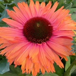 Echinacea SunSeekers Rainbow ('IFECSSRA') (PBR) (SunSeekers Series) -Deals Green4Ever Store pl2000036167 card6 lg
