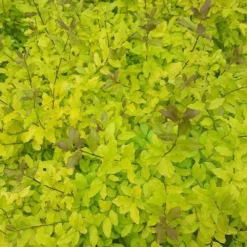 Ligustrum Ovalifolium 'Lemon And Lime' -Deals Green4Ever Store pl2000036216 card2 lg