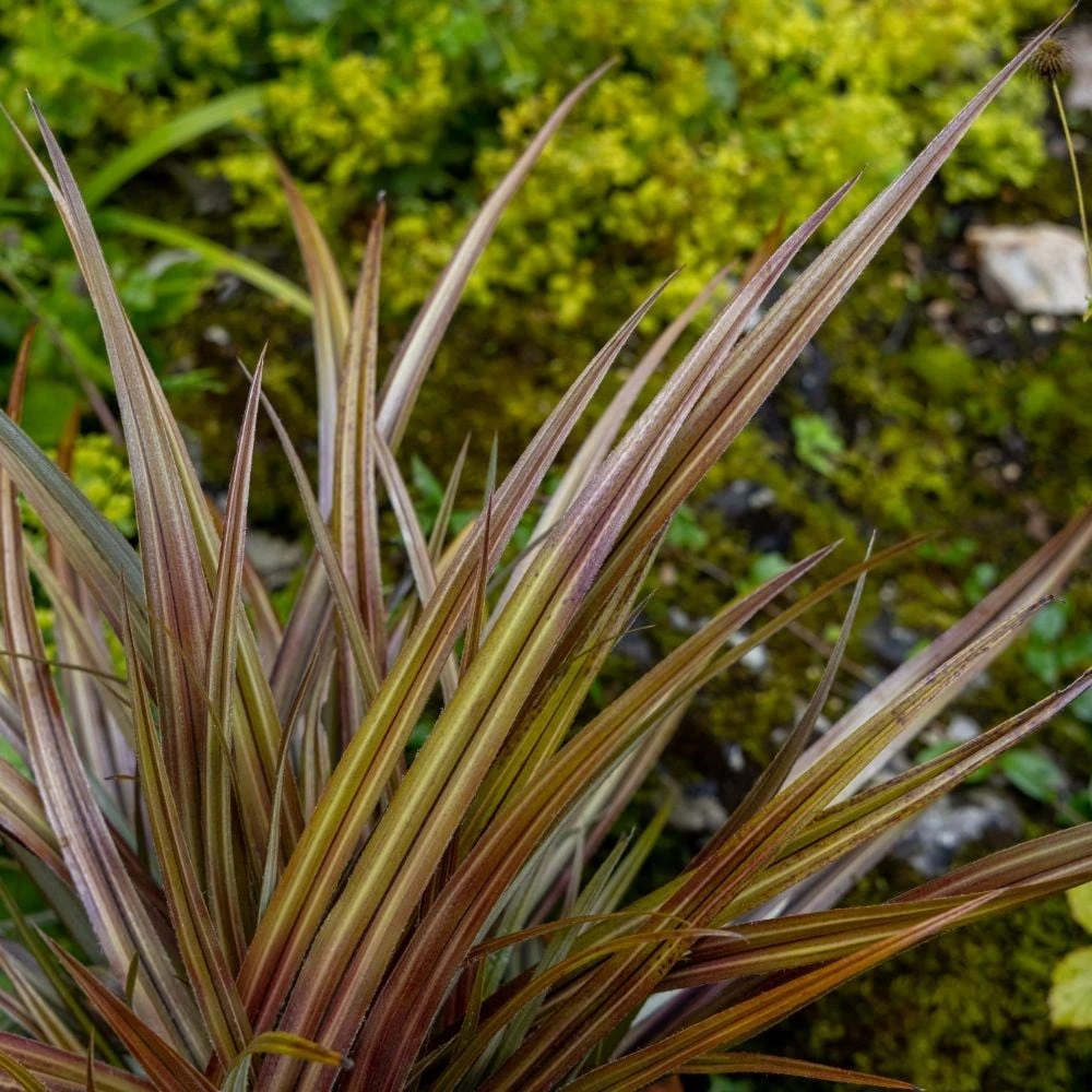 Astelia Nervosa 'Westland' 2 Astelia Nervosa 'Westland' - Image 2