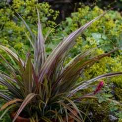 Astelia Nervosa 'Westland' 5 Astelia Nervosa 'Westland' -Deals Green4Ever Store pl2000036243 card3 lg