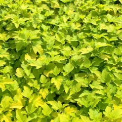 Physocarpus Opulifolius 'Dart's Gold' -Deals Green4Ever Store pl2000036247 card2 lg