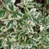 Euonymus Fortunei 'Silver Queen'