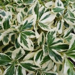 Euonymus Fortunei 'Silver Queen' -Deals Green4Ever Store pl2000036248 card2 lg