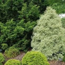 Pittosporum Tenuifolium 'Silver Queen' -Deals Green4Ever Store pl2000036249 card2 lg