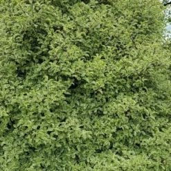 Pittosporum Tenuifolium 'Silver Queen' -Deals Green4Ever Store pl2000036249 card3 lg