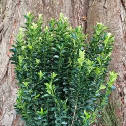 Euonymus Japonicus 'Green Rocket' -Deals Green4Ever Store pl2000036250 card2 lg