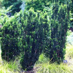 Euonymus Japonicus 'Green Rocket' -Deals Green4Ever Store pl2000036250 card3 lg