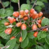 Cotoneaster Naoujanensis 'Berried Treasure'