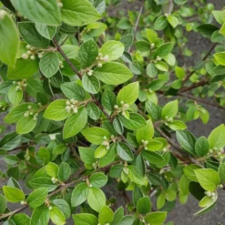 Cotoneaster Naoujanensis 'Berried Treasure' -Deals Green4Ever Store pl2000036261 card2 lg