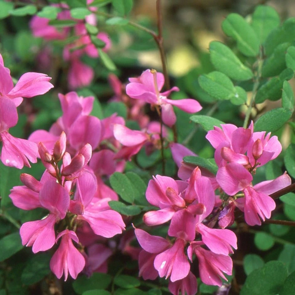 Indigofera Himalayensis 'Silk Road' (PBR) 1 Indigofera Himalayensis 'Silk Road' (PBR)