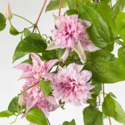 Clematis Multi Pink ('ST17333') (PBR) -Deals Green4Ever Store pl2000036317 card2 lg