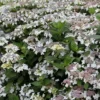 Hydrangea Macrophylla 'Lanarth White'