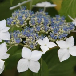 Hydrangea Macrophylla 'Lanarth White' -Deals Green4Ever Store pl2000036868 card2 lg