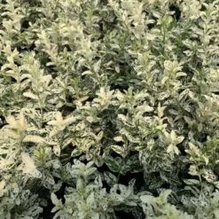 Euonymus Fortunei 'Harlequin' -Deals Green4Ever Store pl2000036875 card2 lg