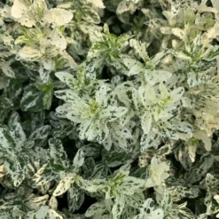 Euonymus Fortunei 'Harlequin' -Deals Green4Ever Store pl2000036875 card3 lg