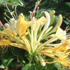 Lonicera Periclymenum 'Sweet Sue' -Deals Green4Ever Store pl2000036881 card2 lg