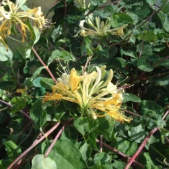 Lonicera Periclymenum 'Sweet Sue' -Deals Green4Ever Store pl2000036881 card3 lg