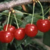 Cherry 'Morello'
