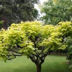 Catalpa Bignonioides 'Aurea' -Deals Green4Ever Store pl2000036884 card3 lg