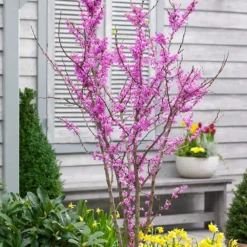 Cercis Chinensis 'Avondale'