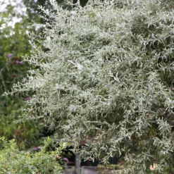 Pyrus Salicifolia 'Pendula' -Deals Green4Ever Store pl2000036892 card2 lg