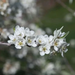 Pyrus Salicifolia 'Pendula' -Deals Green4Ever Store pl2000036892 card3 lg