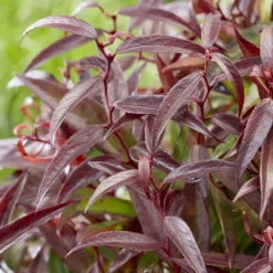 Leucothoe Keiskei Burning Love ('Opstal 50') (PBR) -Deals Green4Ever Store pl2000037072 card2 lg