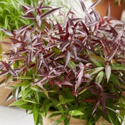 Leucothoe Keiskei Burning Love ('Opstal 50') (PBR) -Deals Green4Ever Store pl2000037072 card3 lg