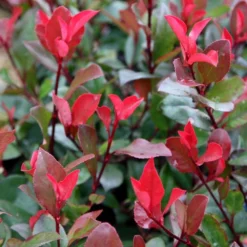 Photinia × Fraseri 'Little Red Robin' -Deals Green4Ever Store pl2000037076 card2 lg
