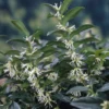 Sarcococca Hookeriana Var. Humilis
