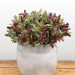 Weigela Florida All Summer Monet ('Verweig 8') (PBR)