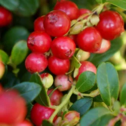 Lingonberry Fireballs ('Lirome') (PBR) -Deals Green4Ever Store pl2000037164 card2 lg