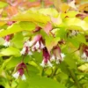 Leycesteria Golden Lanterns ('Notbruce') (PBR)