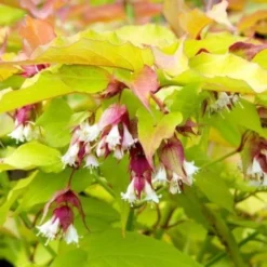 Leycesteria Golden Lanterns ('Notbruce') (PBR)