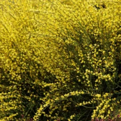 Cytisus × Praecox 'Allgold' -Deals Green4Ever Store pl2000037170 card2 lg