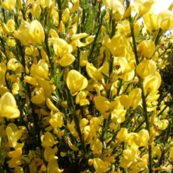 Cytisus × Praecox 'Allgold' -Deals Green4Ever Store pl2000037170 card3 lg